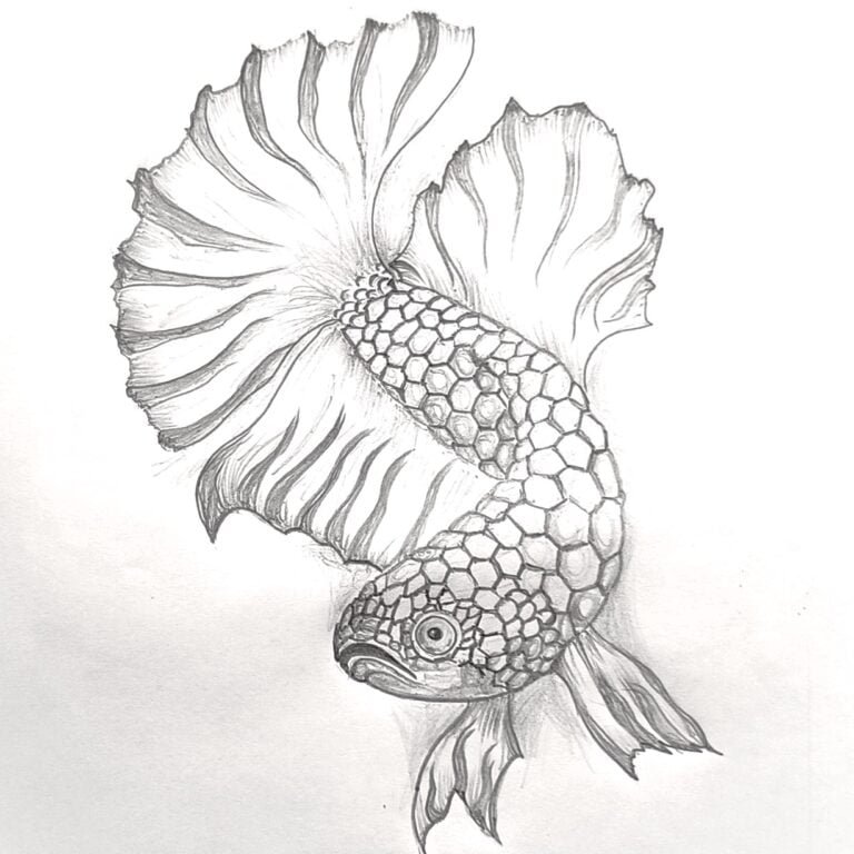 Beautiful Fish